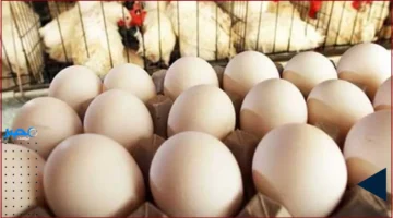 سعر جديد.. تغير مفاجئ في كرتونة البيض اليوم الاثنين 6 أكتوبر 2025